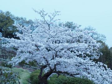 １本の白い桜がとてもさわやかで清楚感たっぷり！ もりたつさん