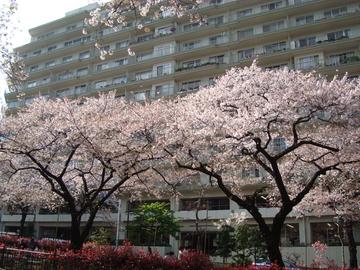 桜と大規模住宅がマッチ！ よしさん