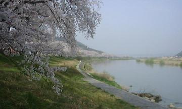 どこまでも続くかと思えるような川沿いの桜が素敵です。 さくらさん