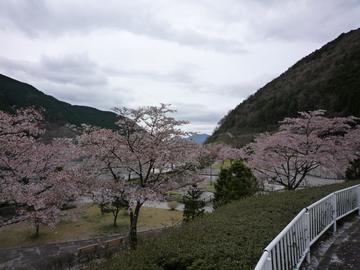 桜が綺麗です。 ひろべぇ～さん