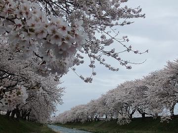 川べりに咲く桜並木 ななちゃんさん