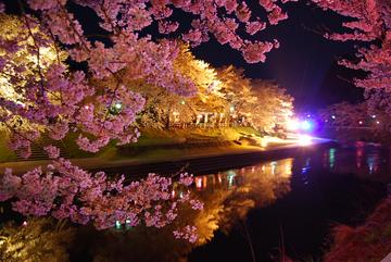 ライトアップされた夜桜 Ｕｍｉさん