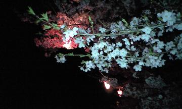 夜桜をぼんぼりが綺麗に照らします ちゃいかさん