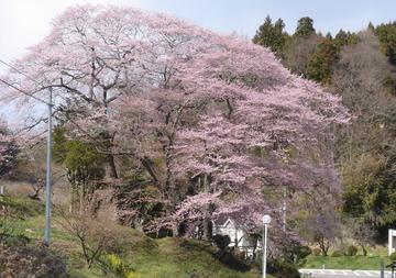 新殿神社の岩桜 monmaxさん