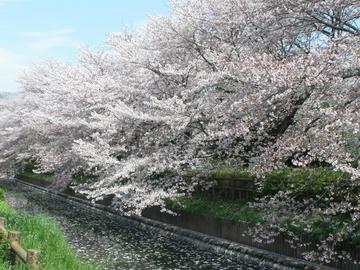 川を覆いつくしそうな満開の桜！ 馬場のやぶちゃんさん