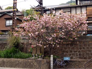 千光寺の桜がきれいです taakanjpさん