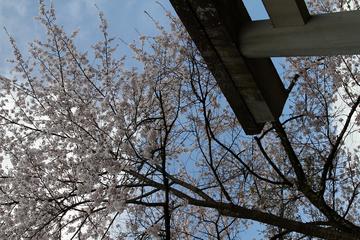 鳥居と桜に癒されます！ fishさん