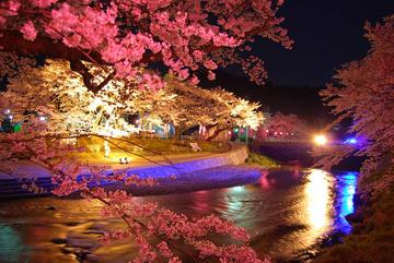 夜桜並木 Ｕｍｉさん