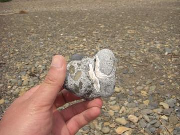 貝の化石も見つかります。 おぬまさん
