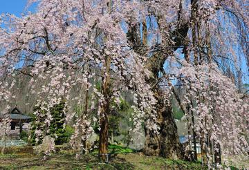 推定樹齢800年の枝垂れ桜 みきちゃんさん