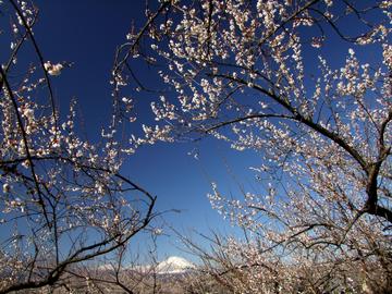富士山と梅の花のコラボレーション♪ setup-okさん