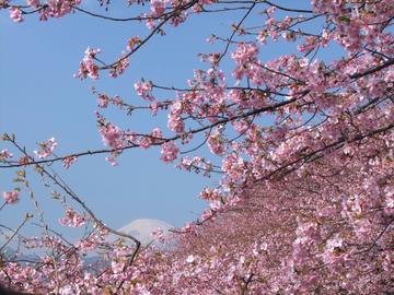 河津桜と富士山のコラボ♪ setup-okさん