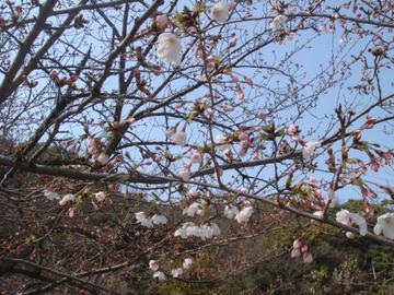 境内の美しい桜 あっきさん