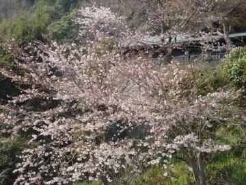 境内の美しい桜 あっきさん