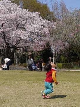 広々とした芝生に桜の景色が気持ちいい おりままさん
