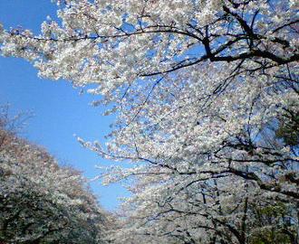 上野公園の桜たち re-nyanさん