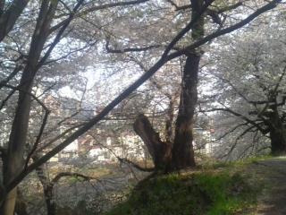 桜のとき トモさん