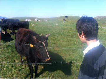 緑の草原がきれいで牛がかわいい！ わらじんさん