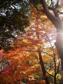 日に当たる紅葉の木々が本当にキレイ。 純子さん