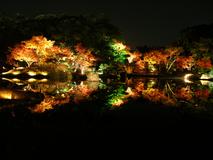 ライトアップされた紅葉と彦根城が逆さに池に写る夜景が神秘的