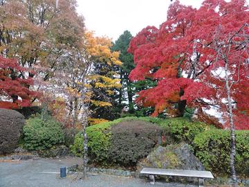 強羅公園の紅葉 すぴかわんりんくさん