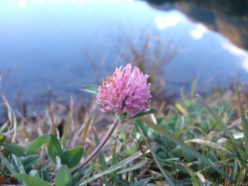 池のほとりに咲く可愛い小花。 りんりんさん