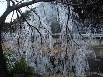 噴水で桜の樹に氷柱ができていました！ ちむりさん