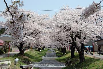 小さな橋があって、桜の枝の屋根に覆われ記念写真のスポットです あかべさん