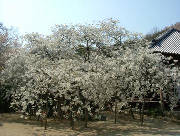 まさに満開の「うば桜」です。 Ryoma1949さん