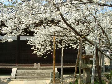 本堂と桜 Ryoma1949さん