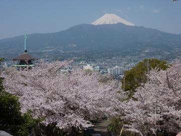 桜と富士山が綺麗です ななちゃんさん