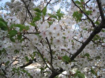 散りぎわの桜を見に行きました 煌さん