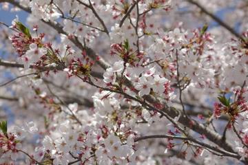 芝生ひろばの桜が満開です！ アキリータさん