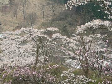 つづら折りの道の両側に咲く桜 Gママさん