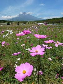 コスモス畑と富士山 ななちゃんさん
