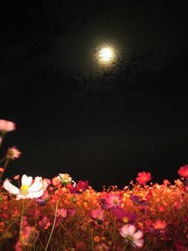 秋桜と朧月 ちょんさん
