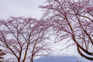 桜と富士山 かめ仙人さん