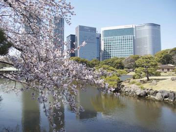 桜と高層ビルの絶妙な同居！ Kazuleoさん
