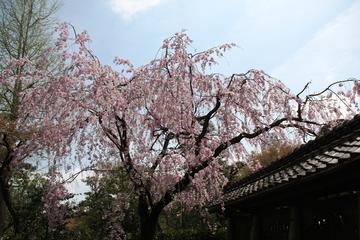 ぎりぎりしだれ桜が咲いていました。 ラッパさん
