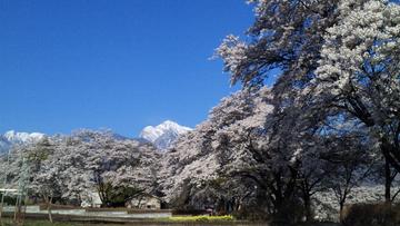 甲斐駒ヶ岳と桜並木 のし平さん
