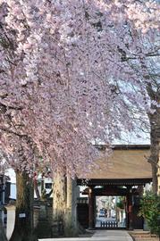 山門から入ると桜が見事！ ココットさん