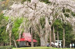樹齢～200年の枝垂れ桜です！