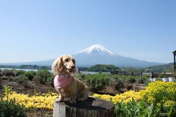 花と富士山！なんて贅沢な！ セスmamaさん