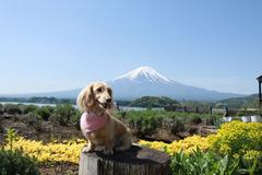 花と富士山！なんて贅沢な！