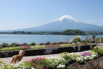 花と富士山プラス河口湖！絶景です！ セスmamaさん