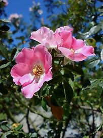 夏の薔薇園噴水前の入り口で咲くケアフリー・デライト。 はるさん♂さん