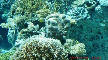 沖縄美ら海水族館、今年のみ見れる珊瑚の自然アート BOSSさん