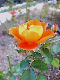 薔薇園内山間の景にてオレンジ色の薔薇スパイス･オブ･ライフ。 はるさん♂さん