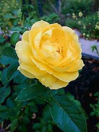 薔薇園まちの景・淡い黄色のジュリア･チャイルド。 はるさん♂さん