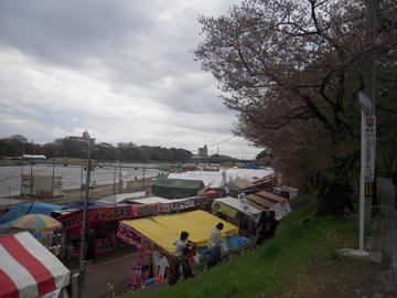 河原沿いの桜並木 peruさん